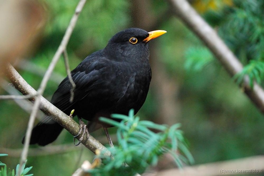 05918 Turdus merula (Merlo, maschio).jpg